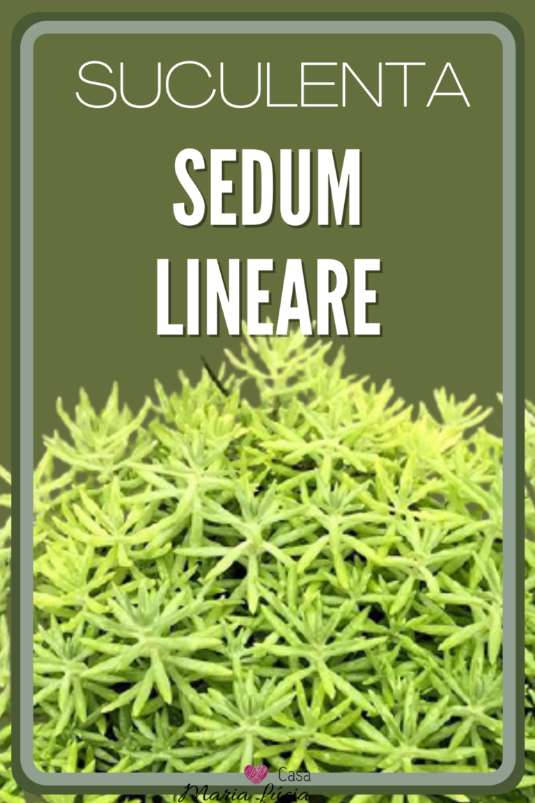 sedum lineare planta tapete