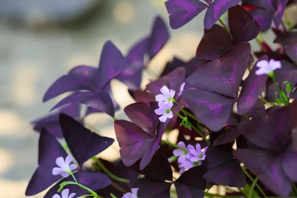 oxalis triangularis plantas com folhas coloridas