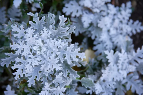 Senecio-douglasii folhas coloridas de branco