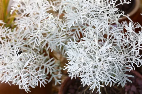 Senecio-leucostachys