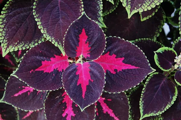 folhas coloridas da planta Solenostemon scutellarioides