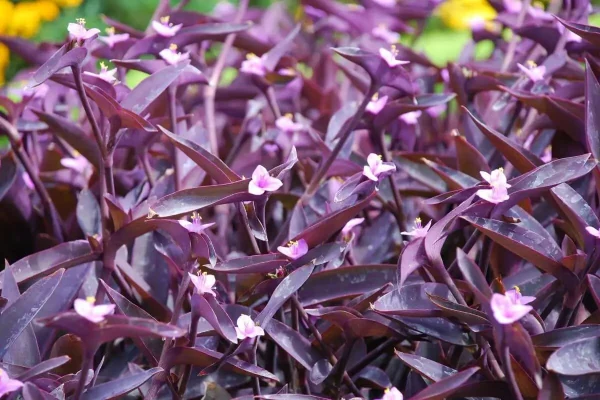 Tradescantia-pallida-purpurea