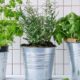 horta organica em apartamento