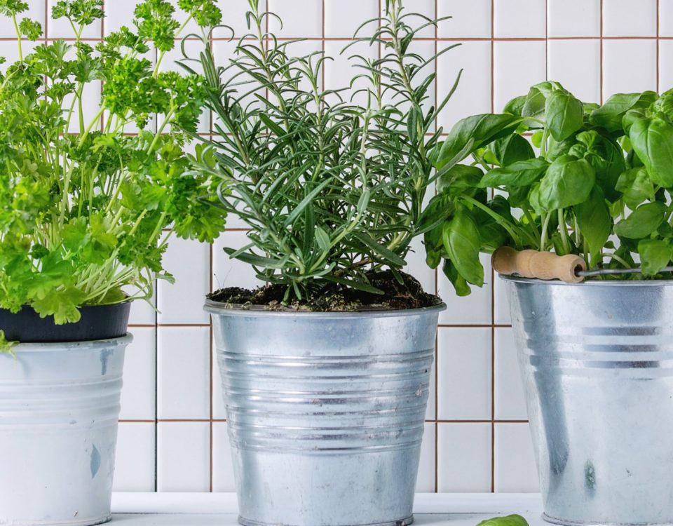 horta organica em apartamento