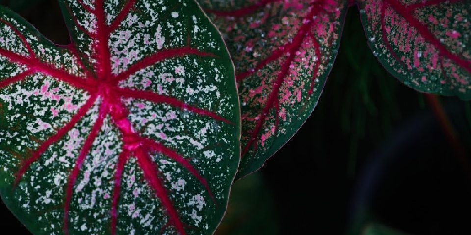 Plantas com Folhas Coloridas - Casa Maria Lúcia