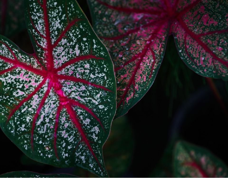 Plantas com Folhas Coloridas - Casa Maria Lúcia