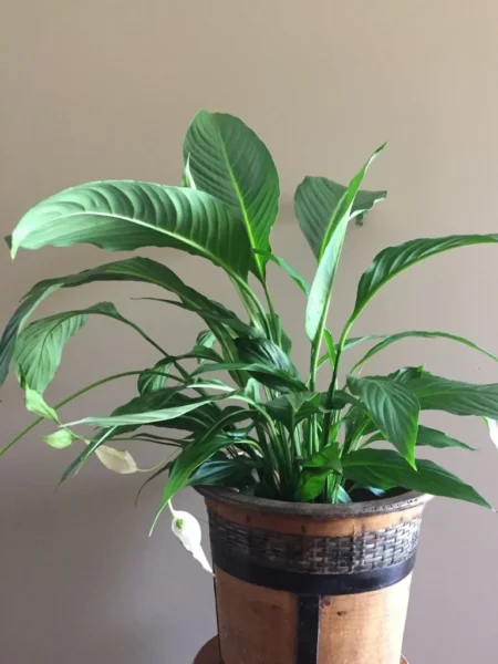 imagem de uma planta lirio da paz com folhas verdes e flores em um vaso de madeira decorado de linhas pretas com fundo de parede bege escuro