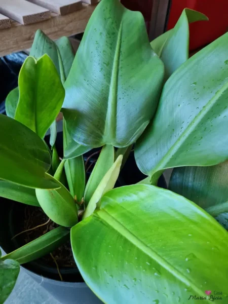 folhas em close da planta pacová vista de cima