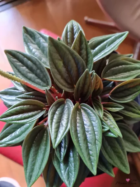 folhas abundantes com veios marcados da planta peperômia em vaso vermelhoao fundo