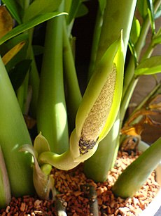 Como cuidar da Zamioculca. A planta de sombra mais fácil de cultivar.