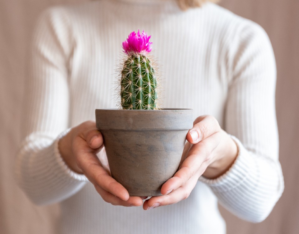 Como ter um Cacto com Flor? Dicas para florir o seu.