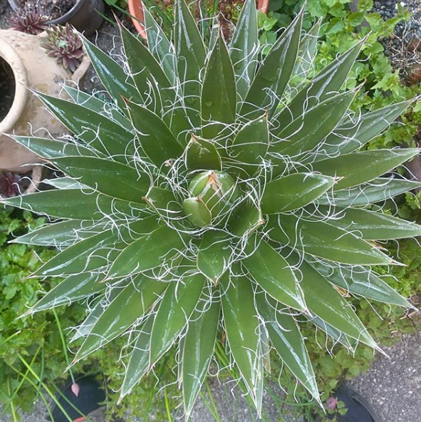 agave filifera plantas de sombra parcial