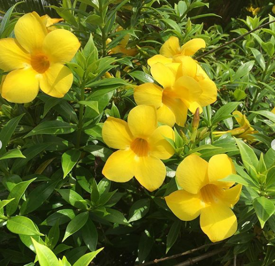 Allamanda cathartica flores que gostam de sol pleno