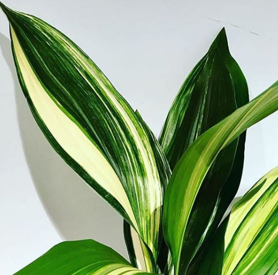 alpidistra plantas de sombra parcial