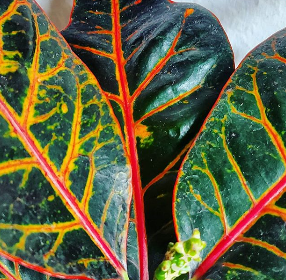 Croton Codiaeum variegatum