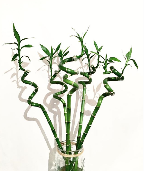 bambu da sorte plantas para banheiro