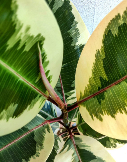 falsa seringueira plantas de sombra parcial