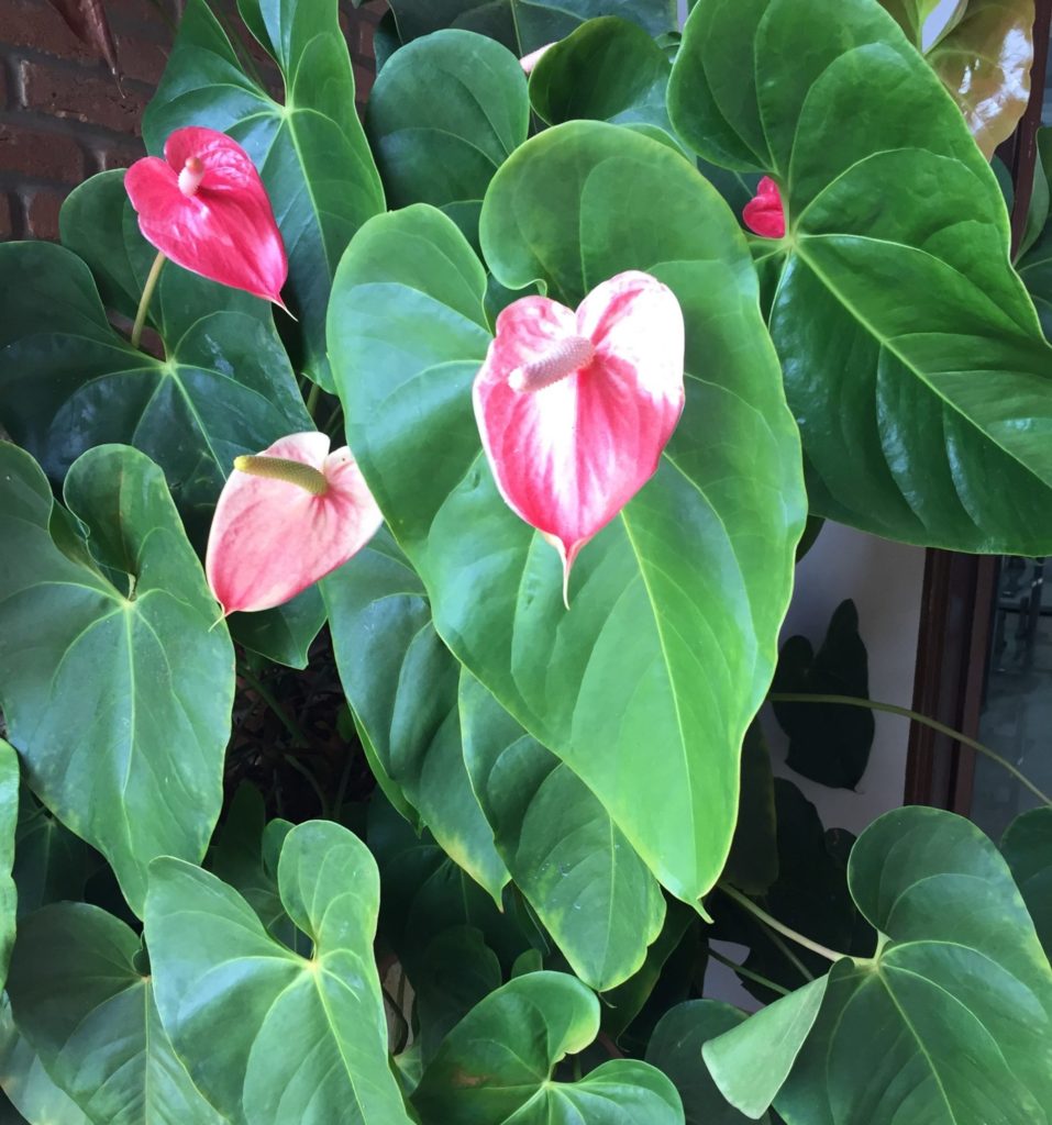 anthurium adraeanum