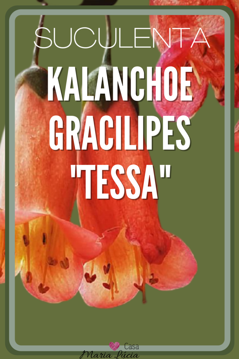 Kalanchoe gracilipes tessa