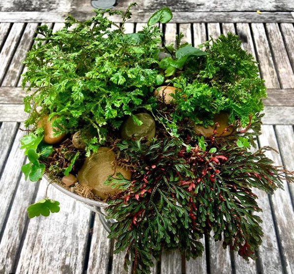 Musgo selaginella umbrosa plantas para banheiro