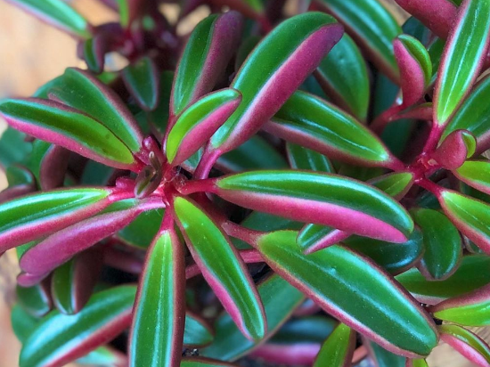 peperomia graveolens