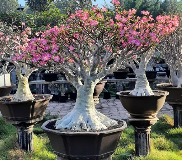 Coleção Adenium