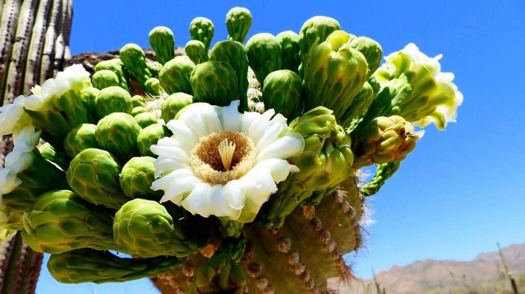 Cacto do Saguaro National Park