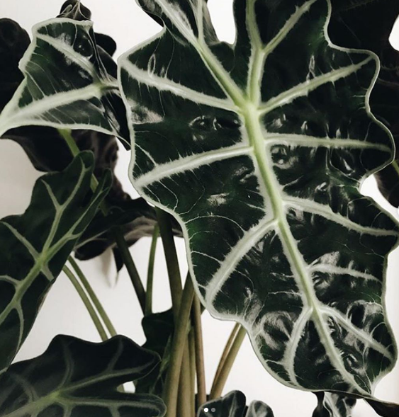 alocasia amazonica punhal malaio