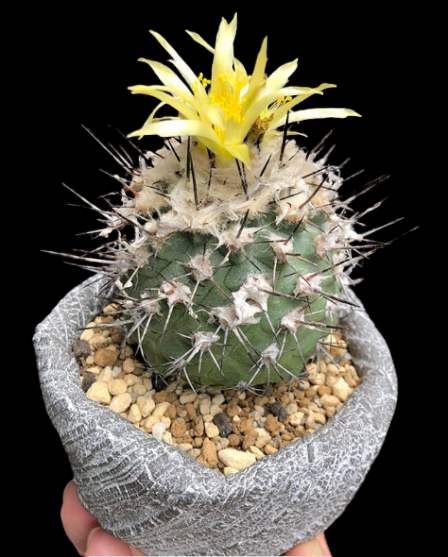 Cacto Copiapoa