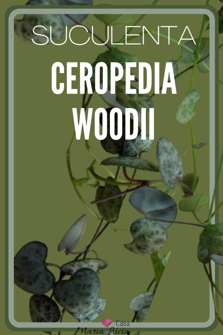 corações emaranhados ceropedia woodii