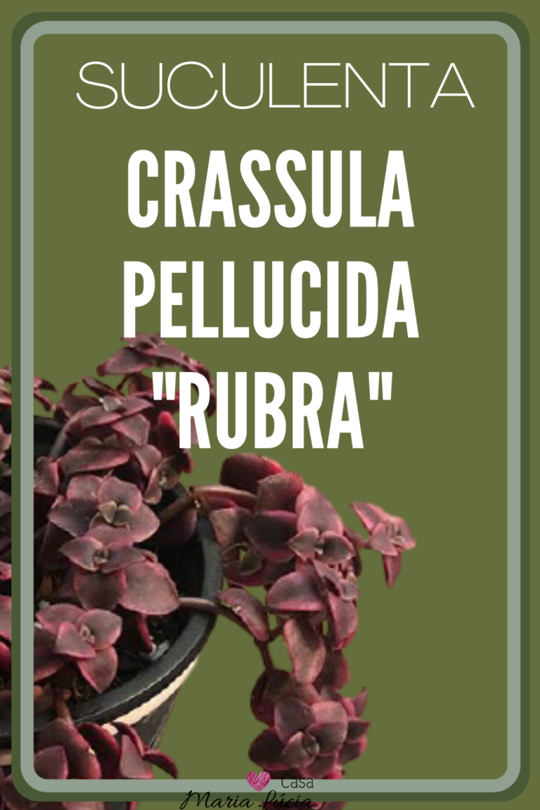 crassula pellucida rubra