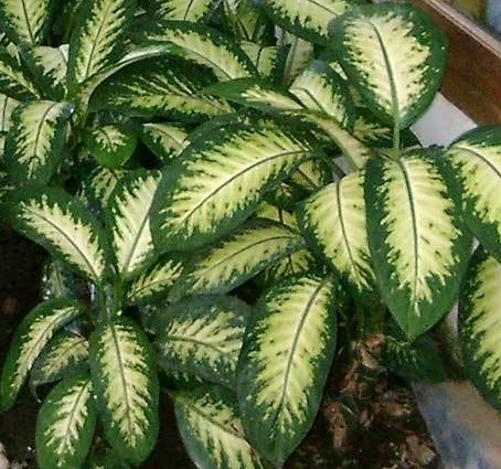 24 Plantas de Sombra Total para Cultivar dentro de Casa