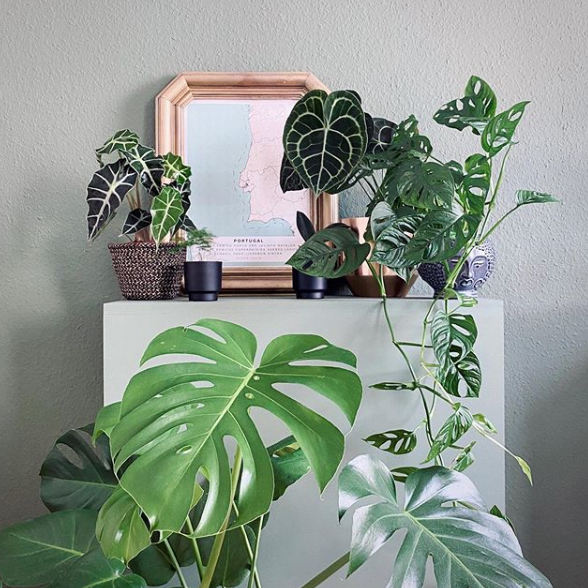 Monstera Deliciosa