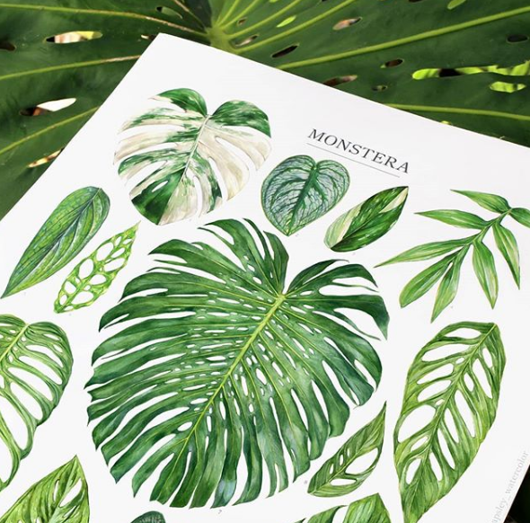 Ilustração Monstera