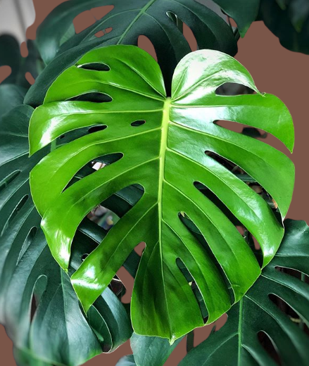 Monstera deliciosa