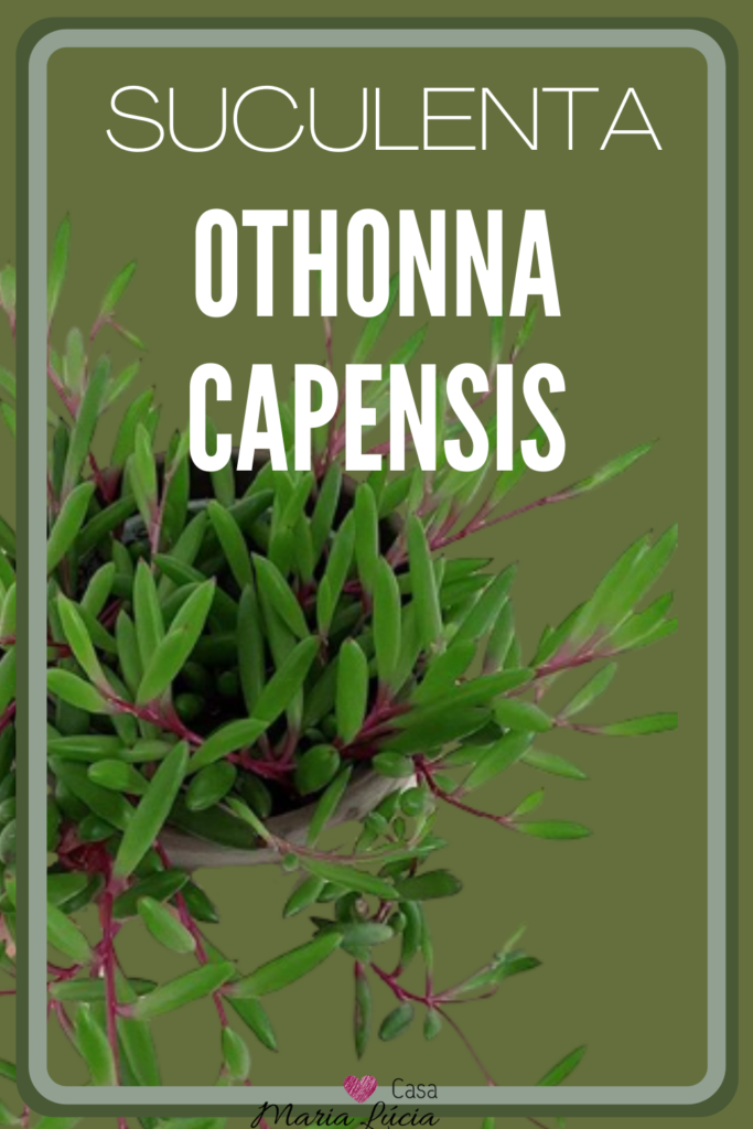 othonna capensis colar de ruby