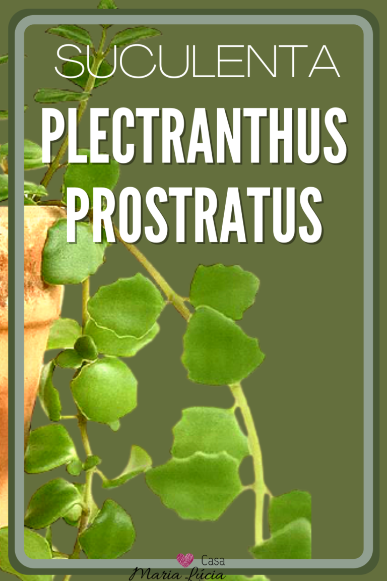 plectranthus prostratus suculentas pendentes