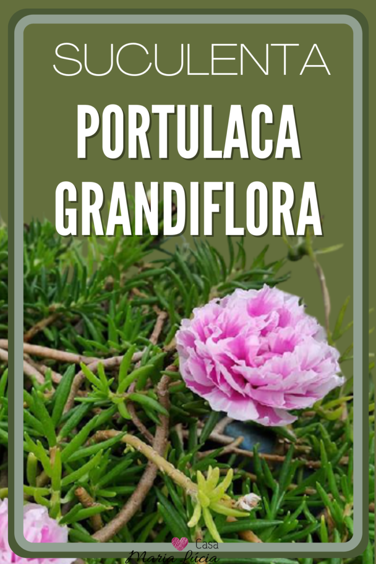 portulaca grandiflora onze horas