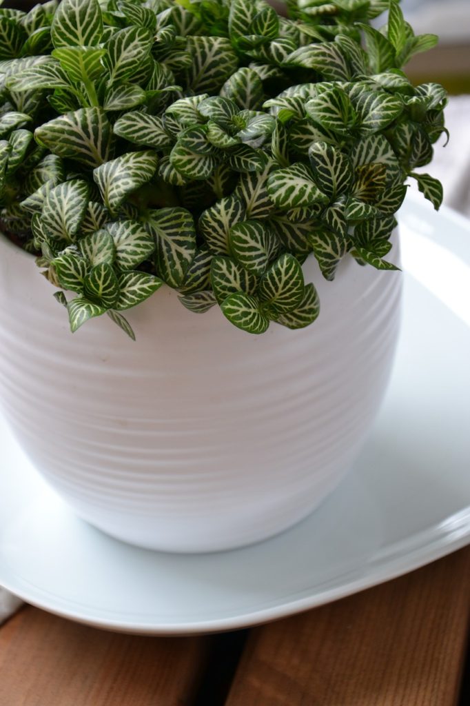 fitonia plantas para banheiro