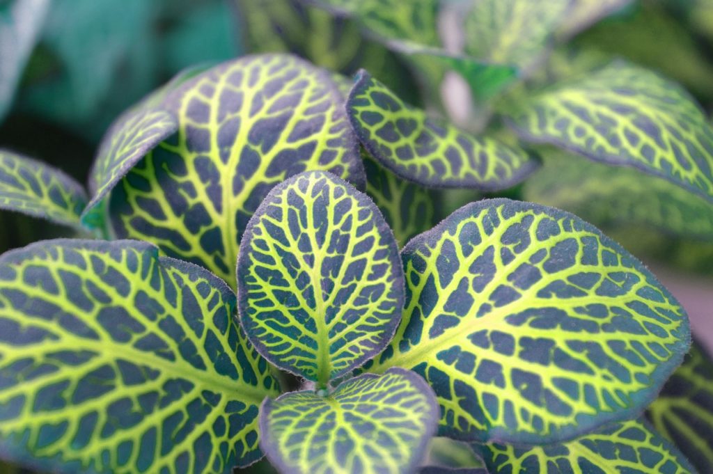 Identifique Se A Planta É De Sombra - Minhas Plantas