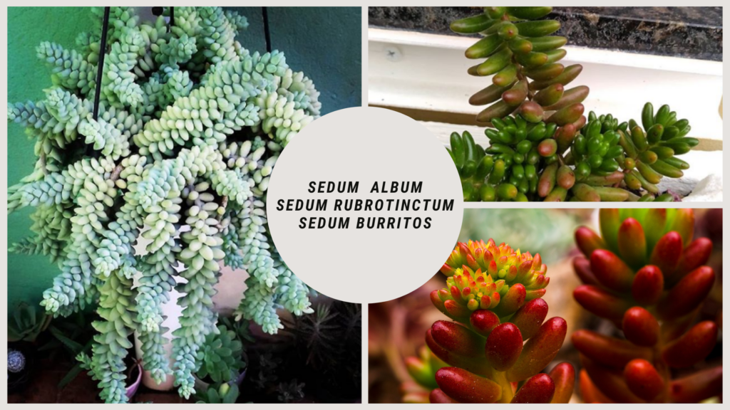 Sedum plantinhas suculentas