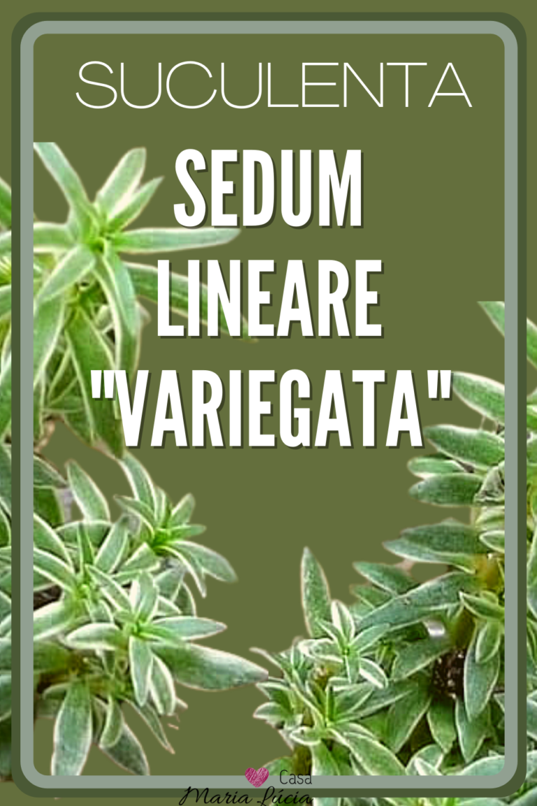 sedum lineare variegata