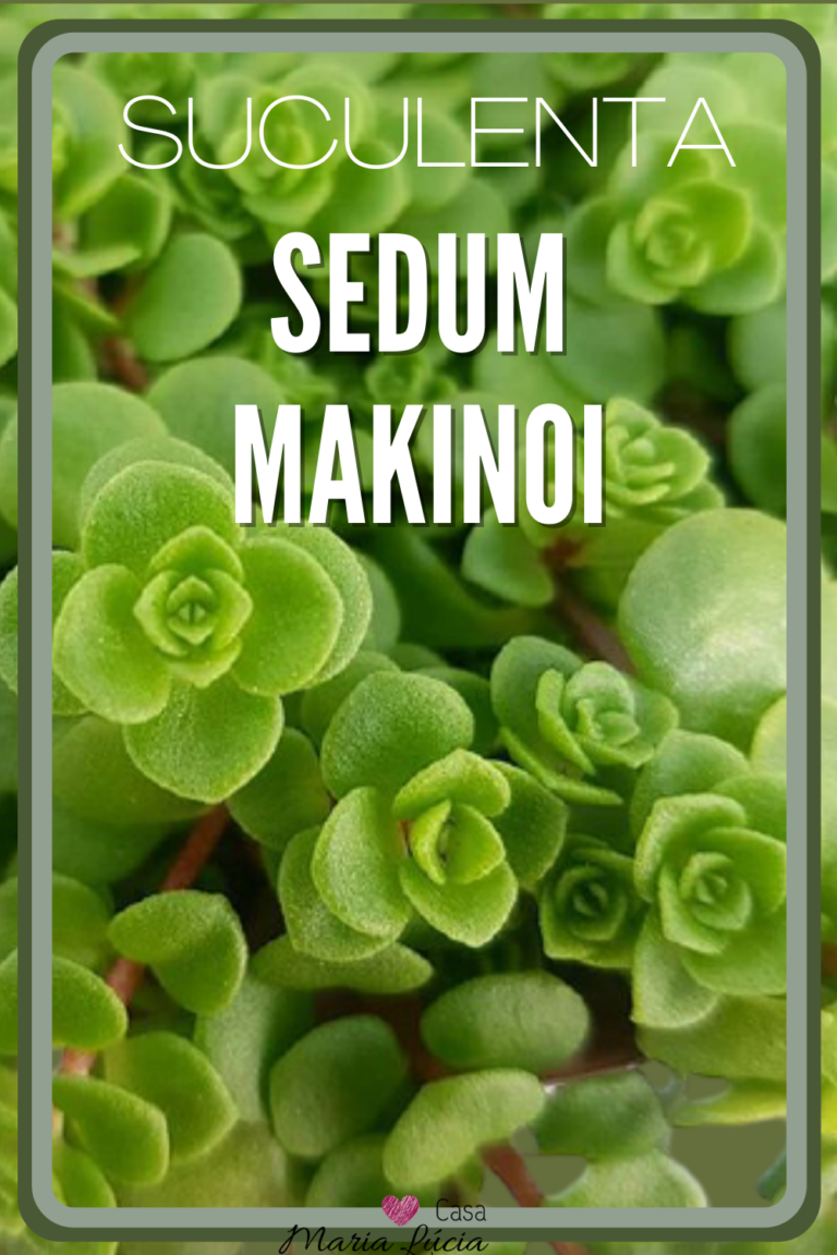 sedum makinoi suculentas pendentes