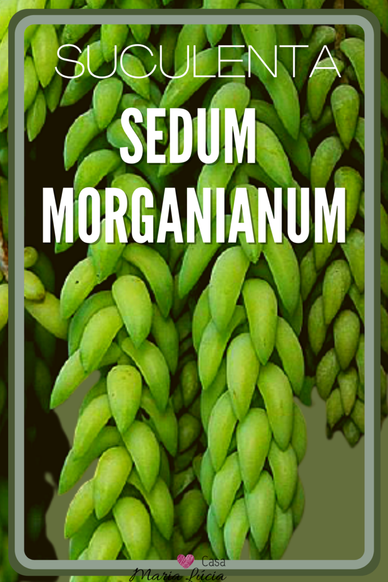 sedum morganianum rabo de burro