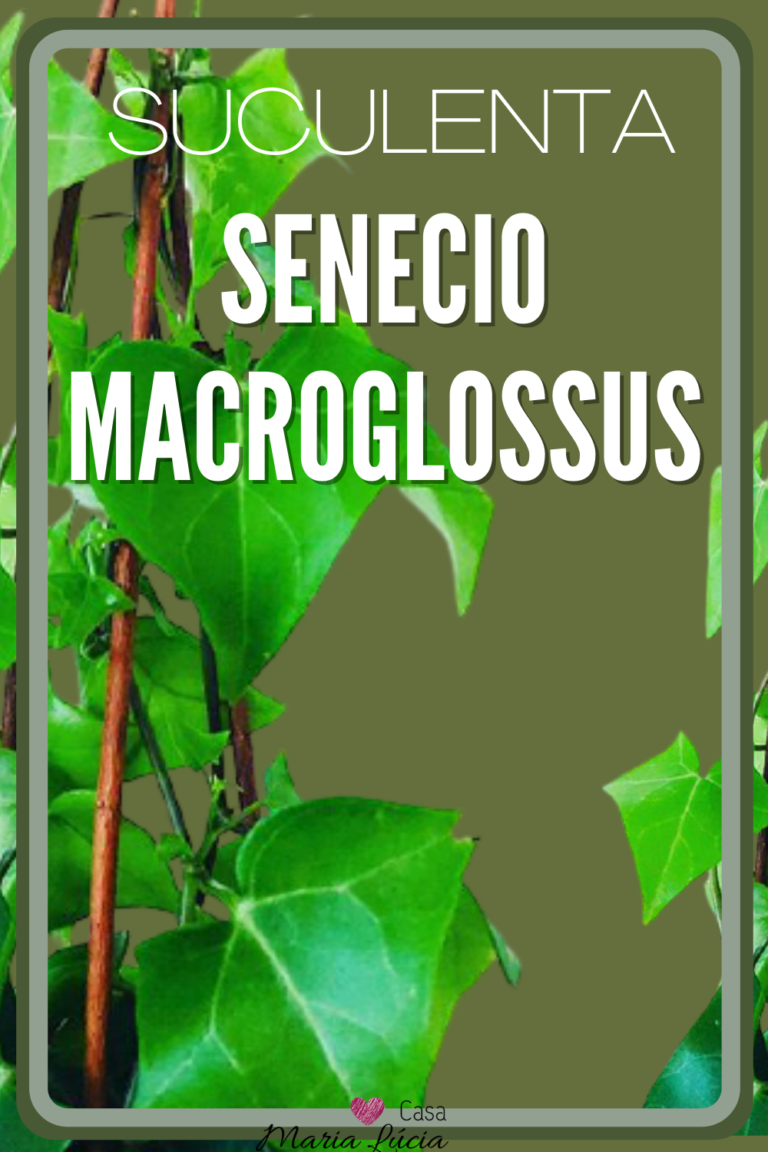 senecio macroglossus hera do cabo