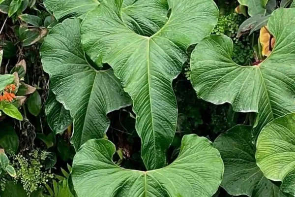 Anthurium bulaoanum