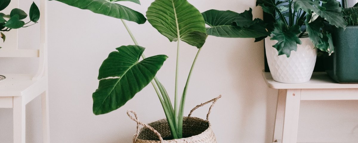 13 Plantas para Banheiro Fabulosas e que adoram Sombra e Umidade