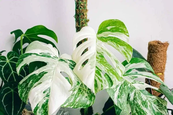 Monstera