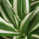 dracaena