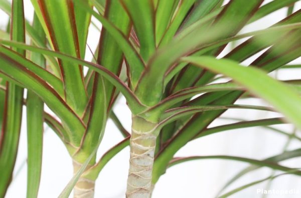 dracaena marginata